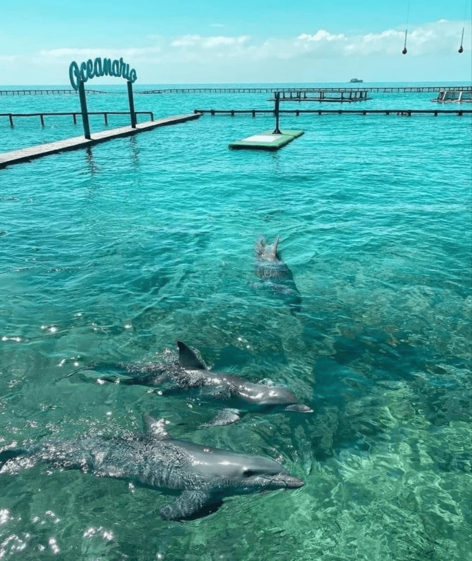 Tour 4 islas más Plancton