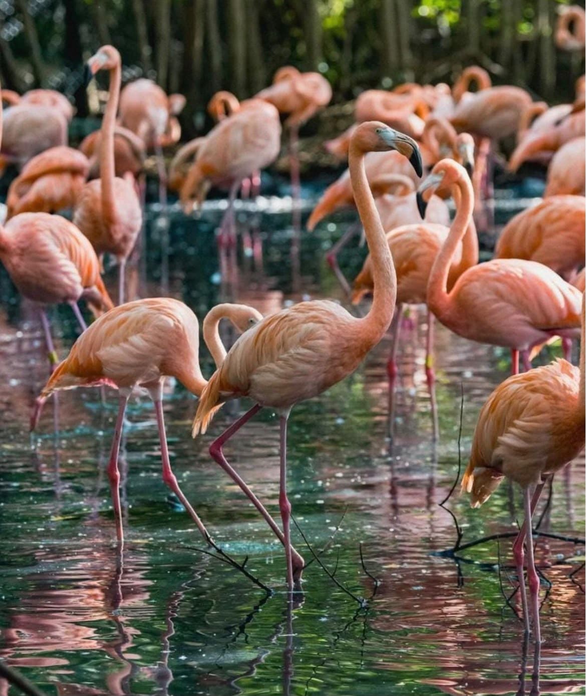Aviario terrestre extranjeros 2