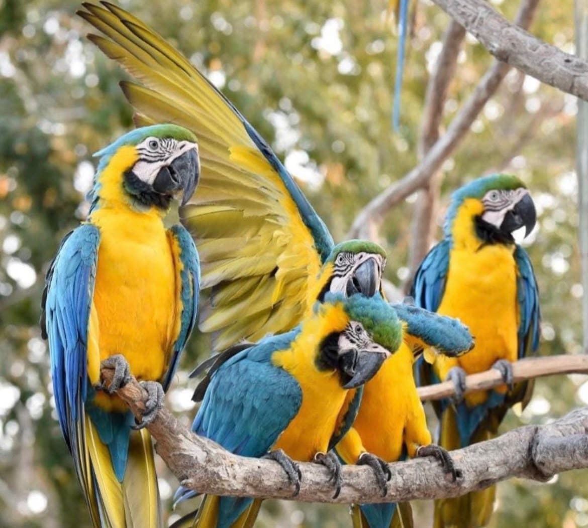 Aviario nacionales