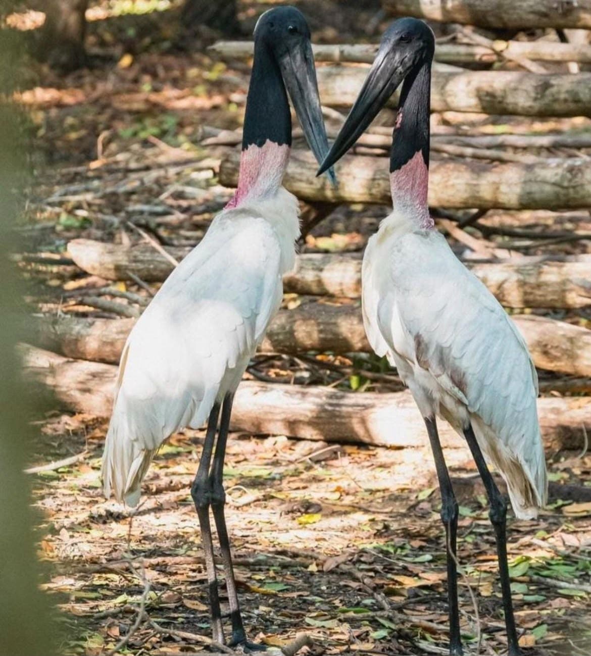 Aviario terrestre extranjeros