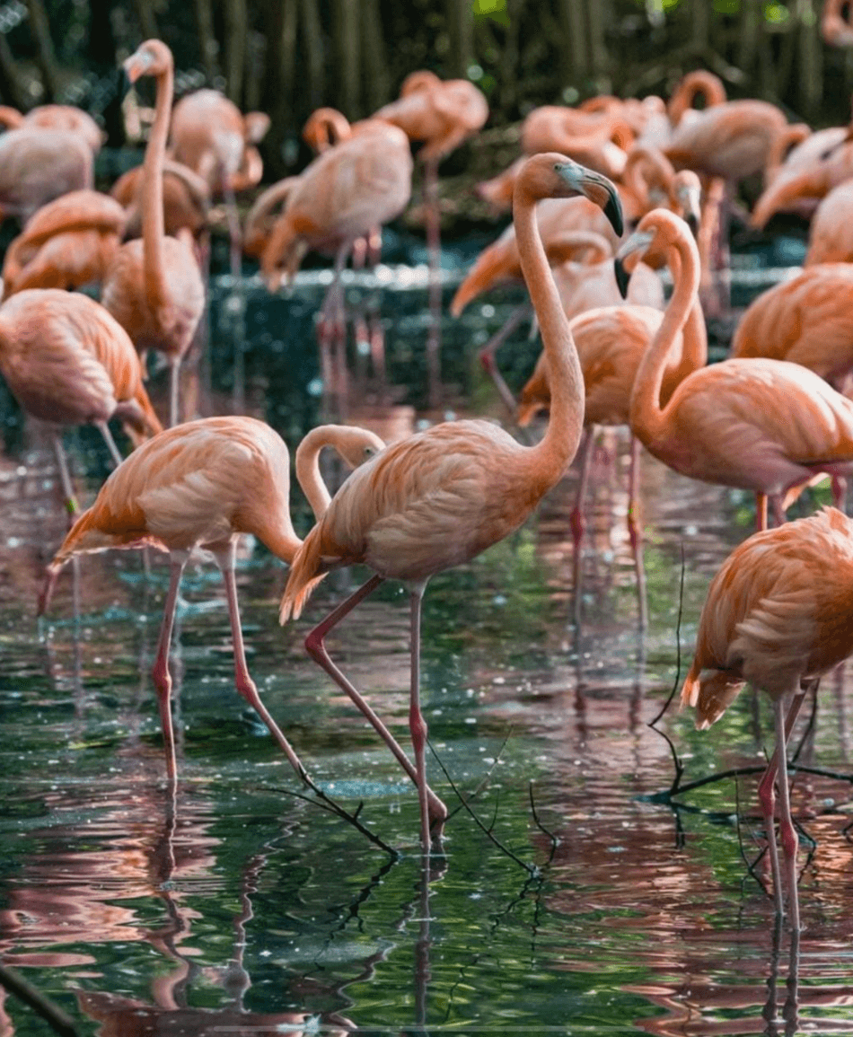 Baru + islas + aviario con parada en el oceanario