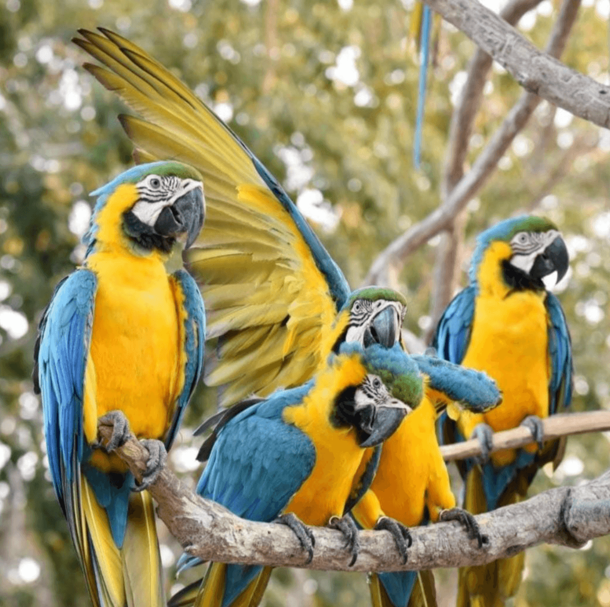 Baru + islas + aviario con parada en el oceanario 2